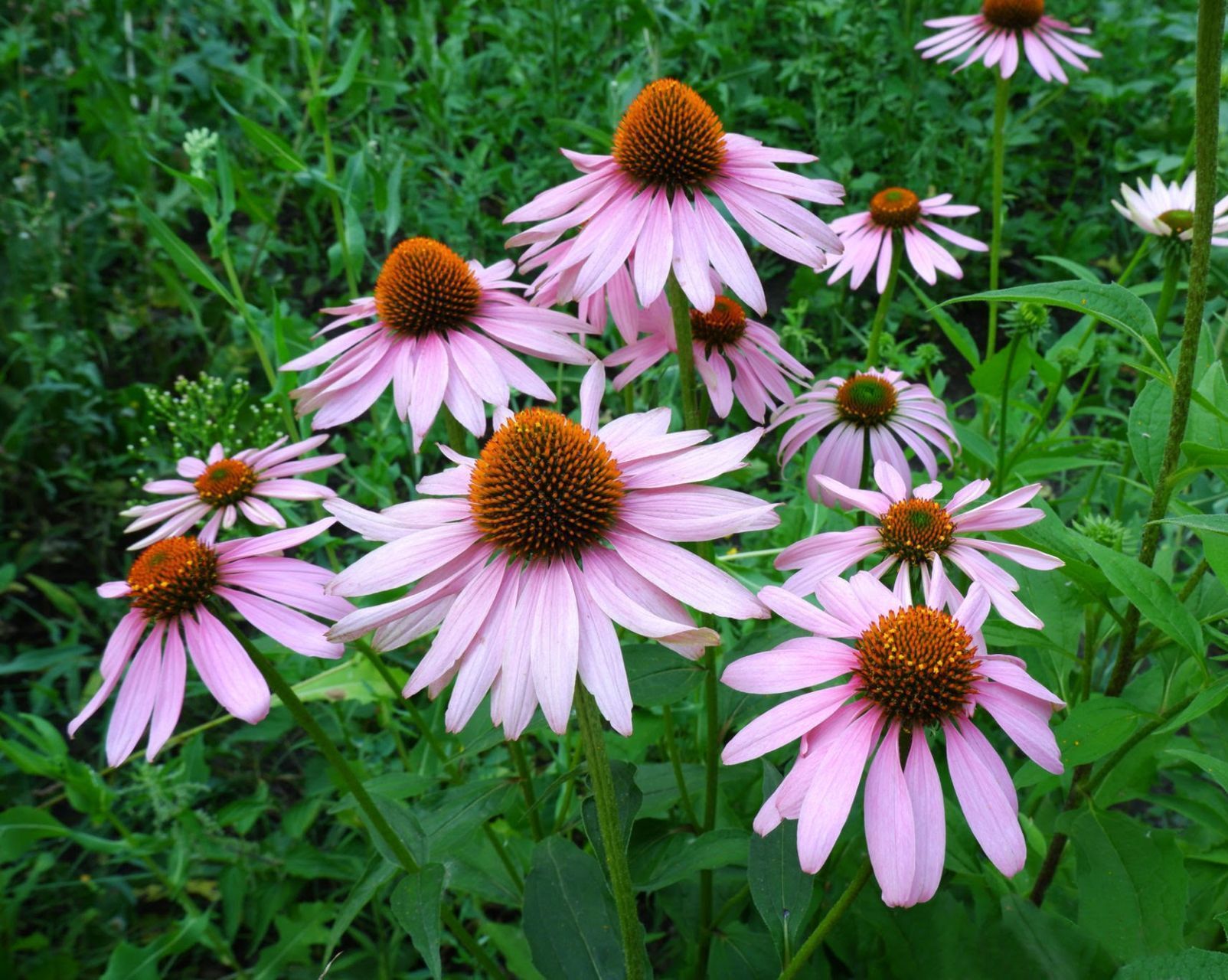 A bunch of pink flowers with brown centers are growing in the grass.