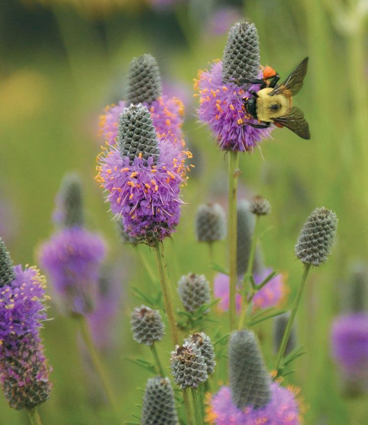 A bee is sitting on top of a purple flower.