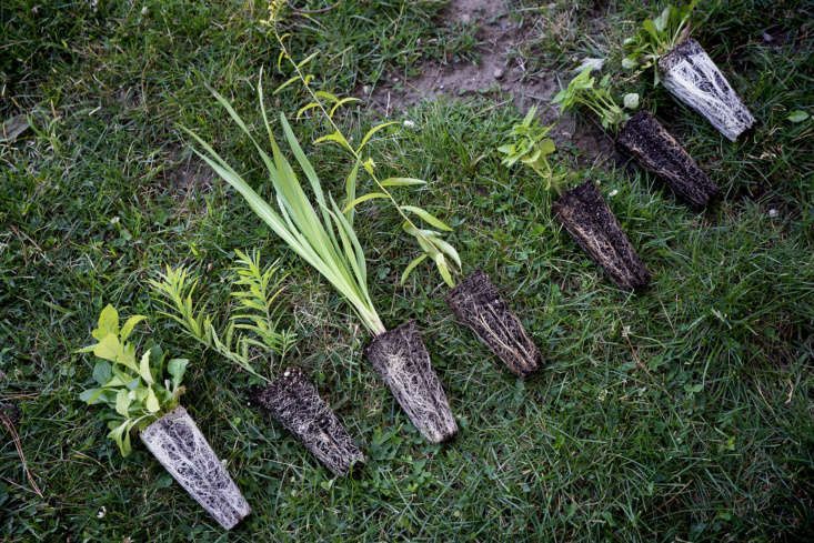 A group of plants sitting on top of a lush green field.