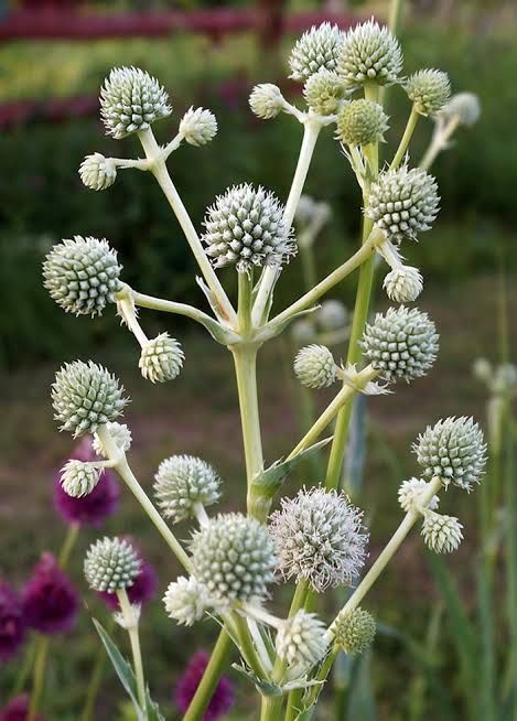 A close up of a plant with white flowers on it