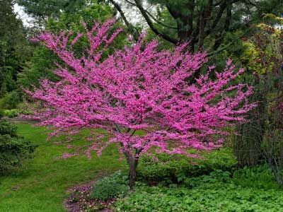 A small tree with pink flowers in a garden.