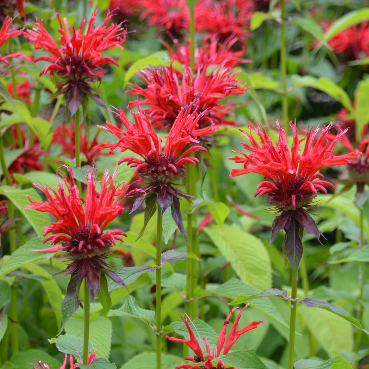 A bunch of red flowers are growing in a garden surrounded by green leaves.