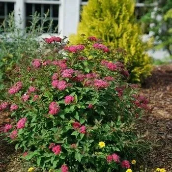 A bush with pink flowers and green leaves in a garden.