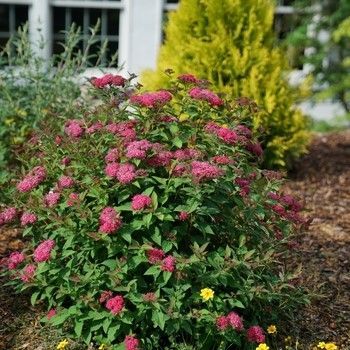 A bush with pink flowers and green leaves in a garden