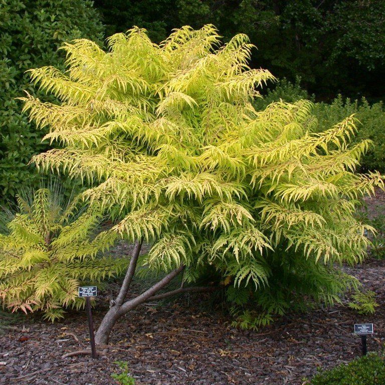 A small tree with yellow leaves in a garden