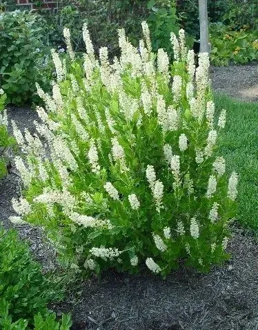 A bush with white flowers and green leaves in a garden.