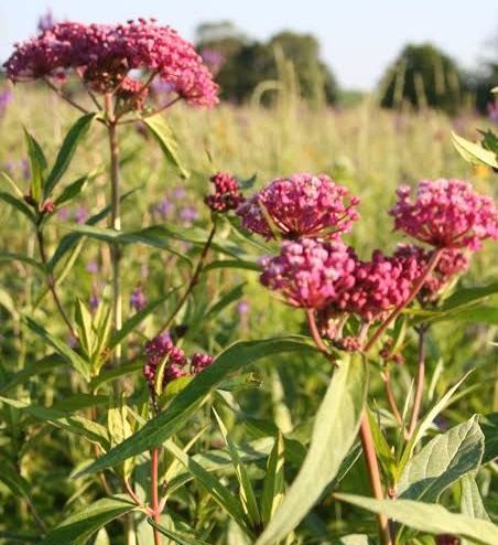 A field of pink and purple flowers with green leaves