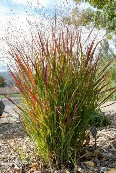 A tall grass plant with red and green leaves is growing in the dirt.