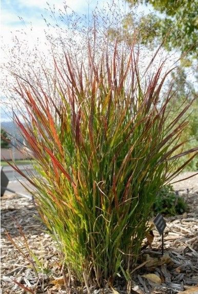 A tall grass plant with red flowers is growing in a garden.