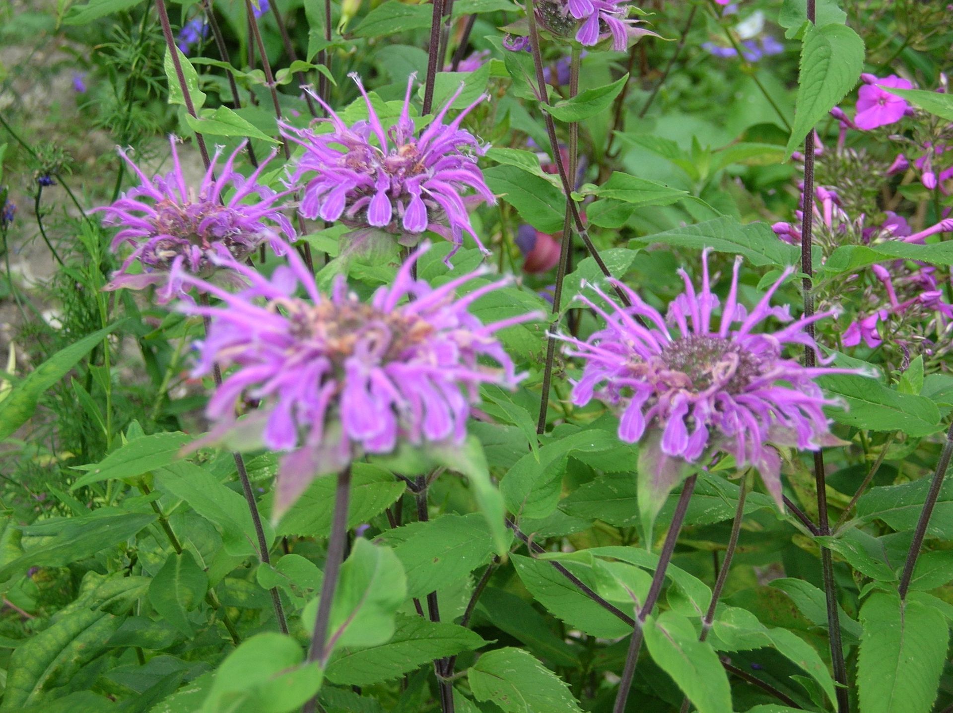 A close up of purple flowers surrounded by green leaves.