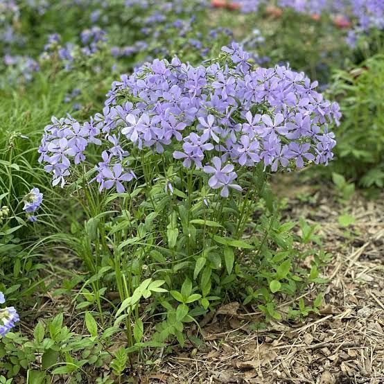 A bunch of purple flowers are growing in a garden.