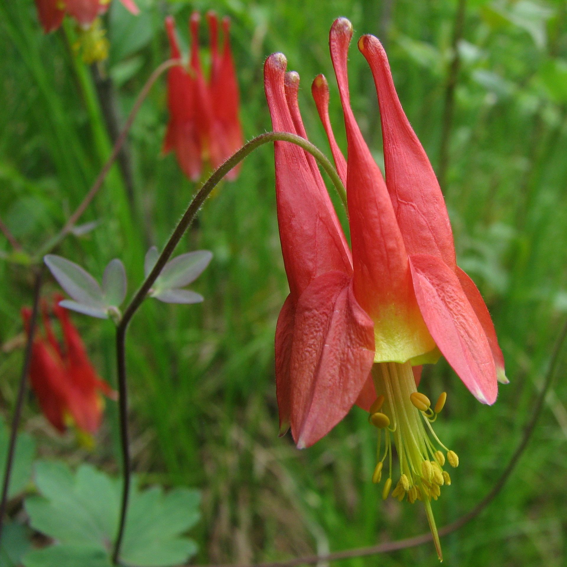 A close up of a red flower with a yellow center