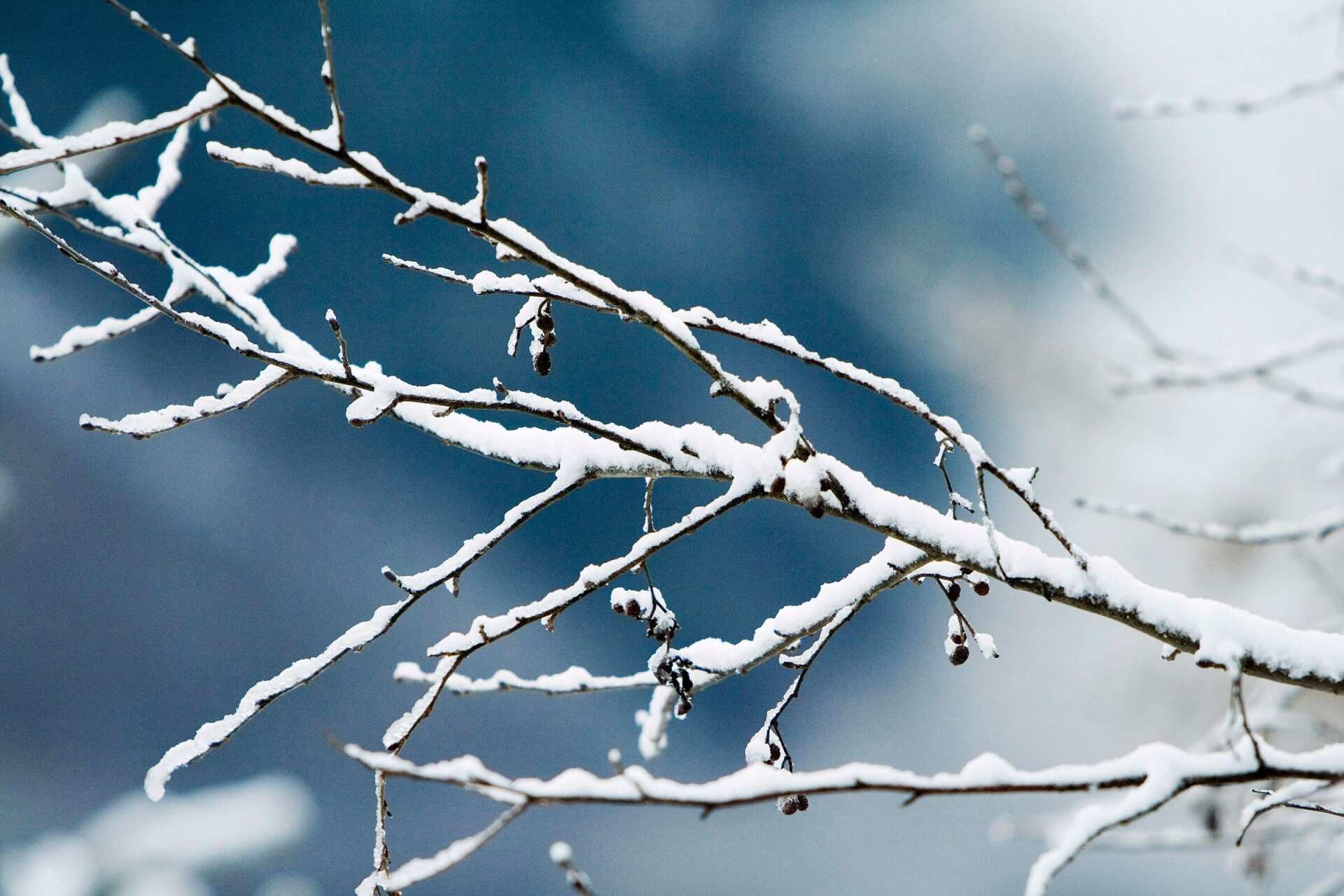 A tree branch covered in snow with a blue sky in the background