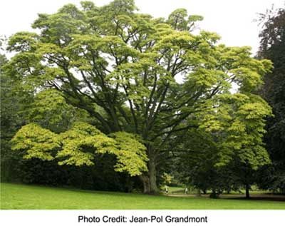 A large tree with lots of green leaves in a park