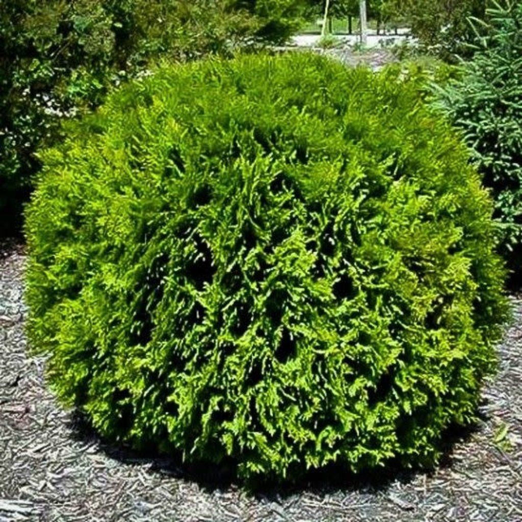 A bush with lots of green leaves is surrounded by mulch