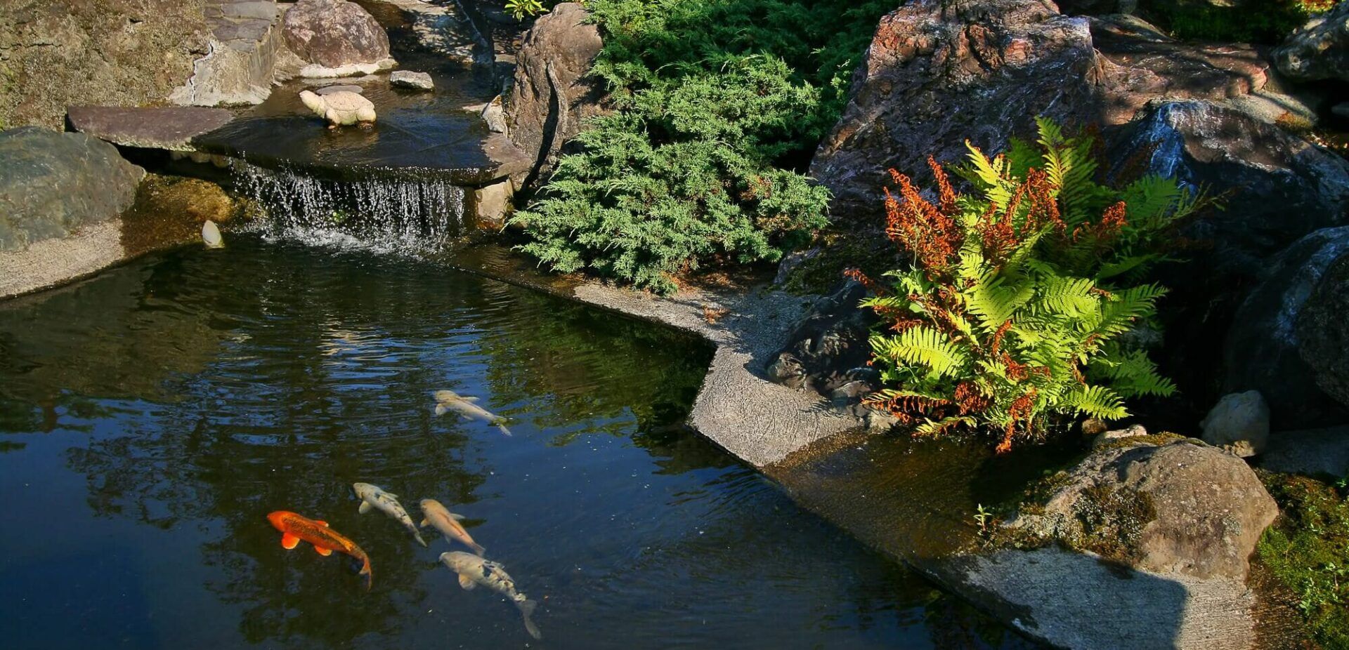 A pond filled with fish and rocks with a waterfall in the background.