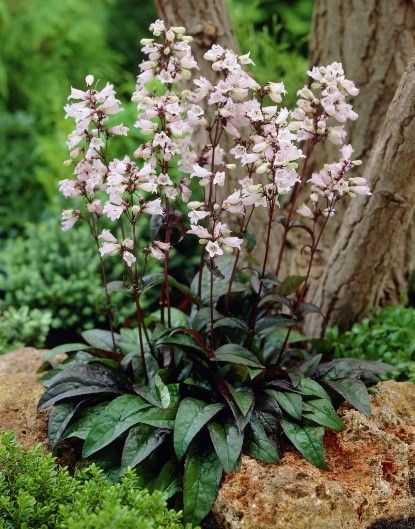 A plant with pink flowers and green leaves is growing next to a tree.