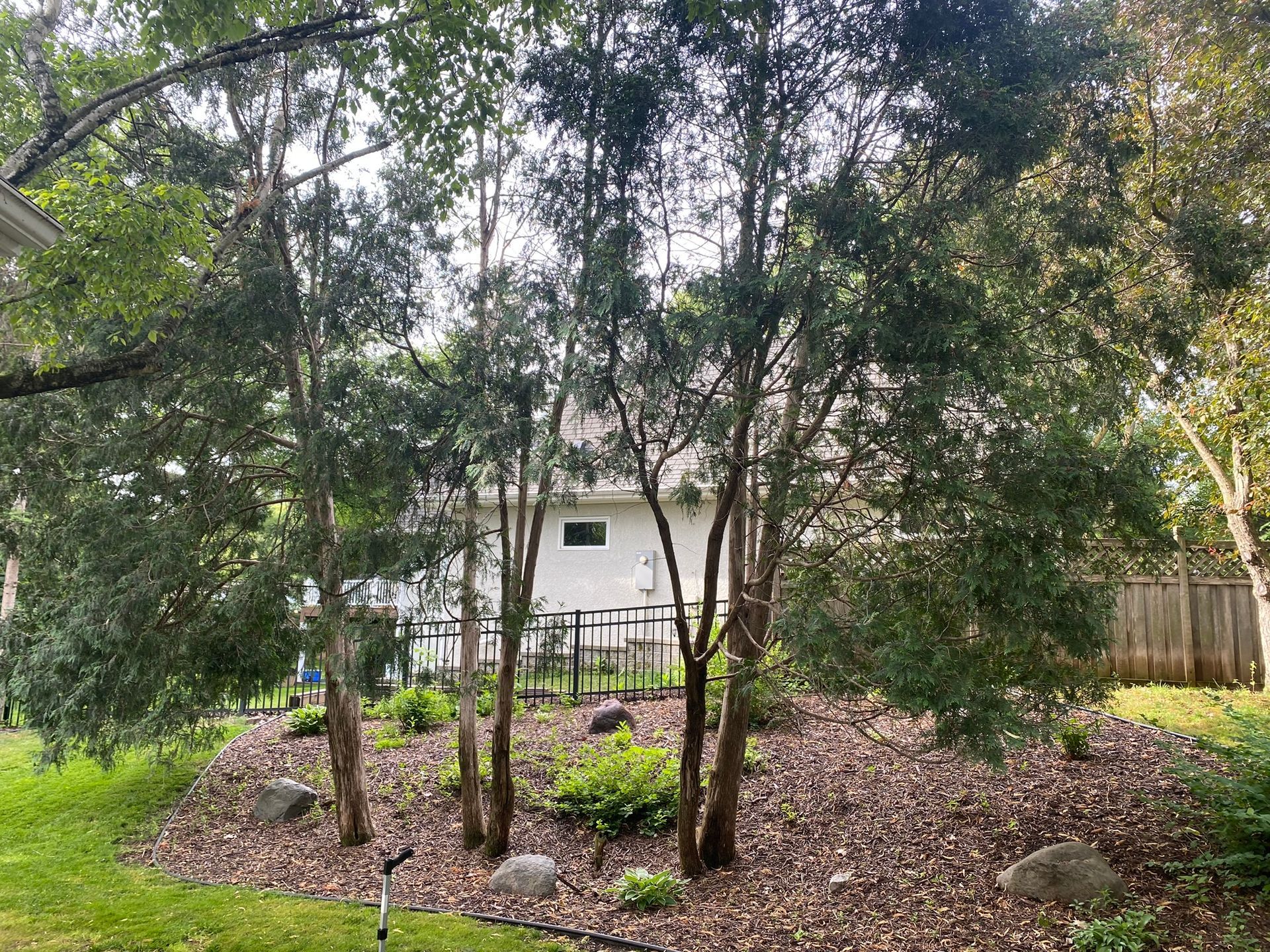 old skinny trees needing to be removed to make space for a new patio in MN 