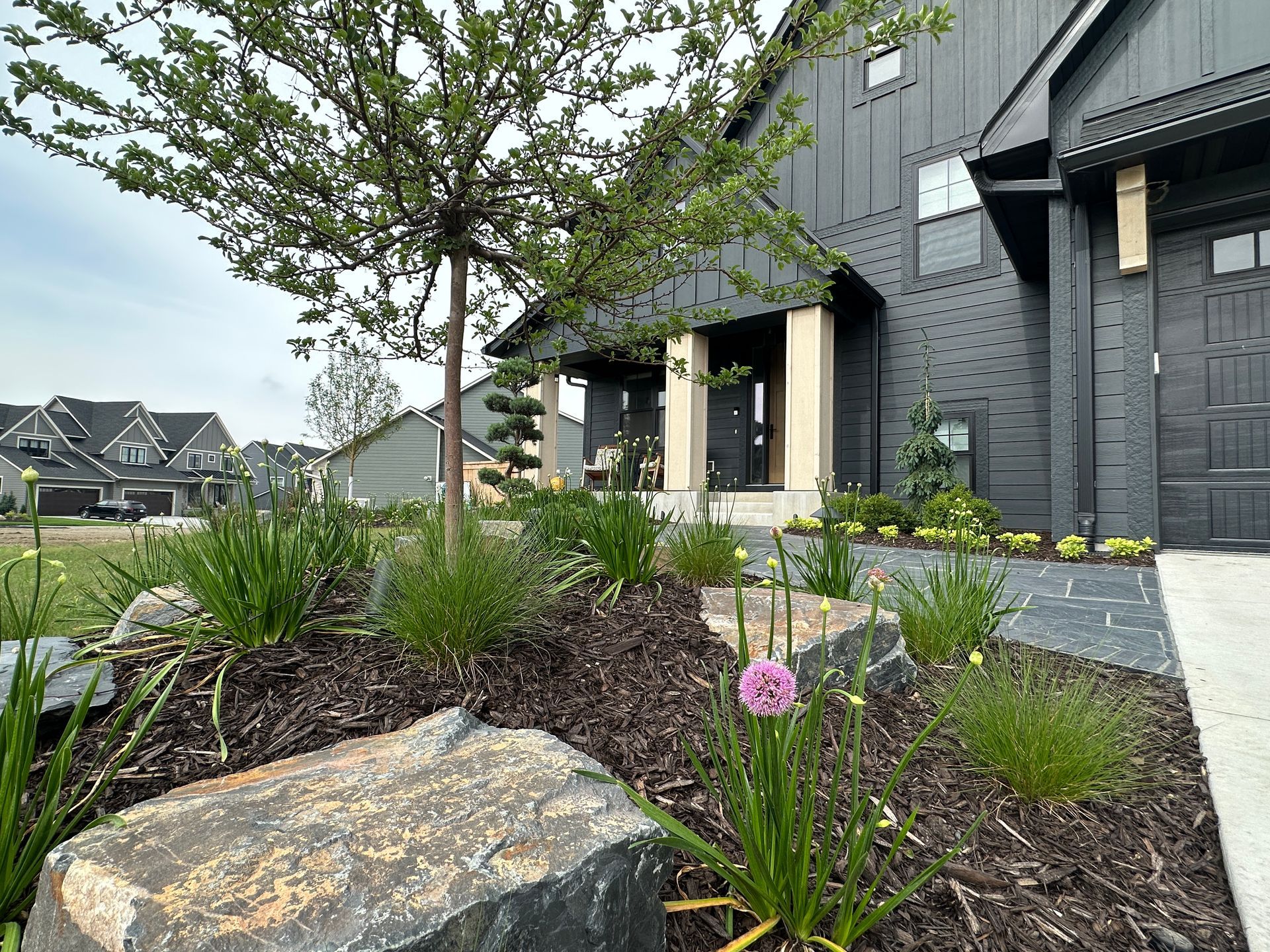 Front yard black flagstone paver walkway with boulders and Tina crab focal point tree with allium flowers KG Landscape Plymouth MN 
