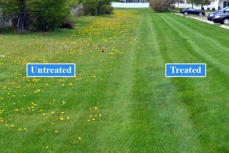 A picture of a lawn before and after being treated with dandelions.