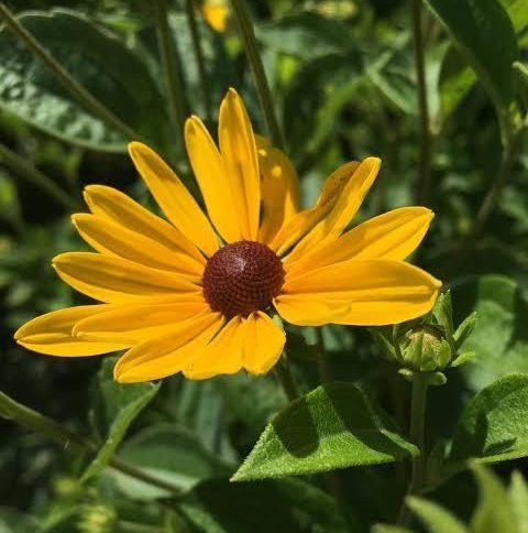 A close up of a yellow flower with a red center surrounded by green leaves.