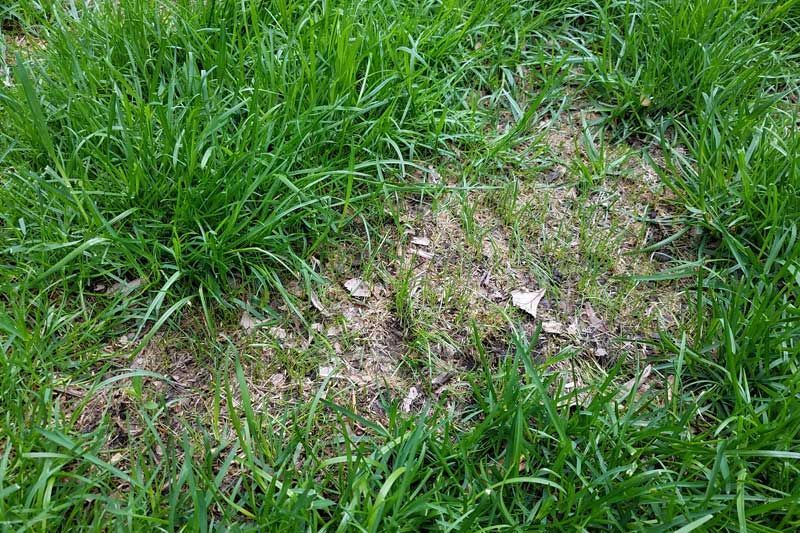 A close up of a lush green lawn with a patch of brown grass.