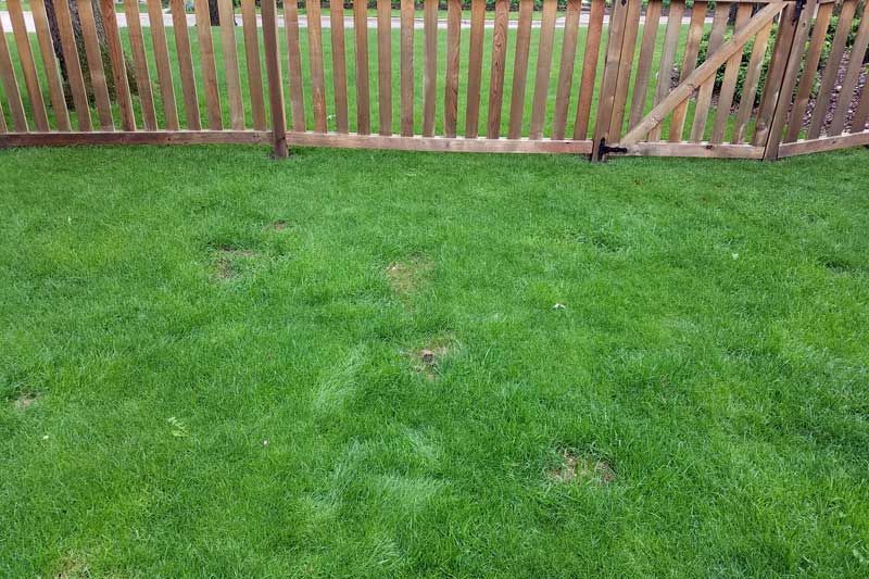 A wooden fence surrounds a lush green lawn.