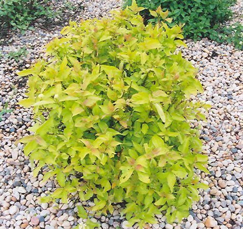 A small bush with yellow leaves is surrounded by gravel