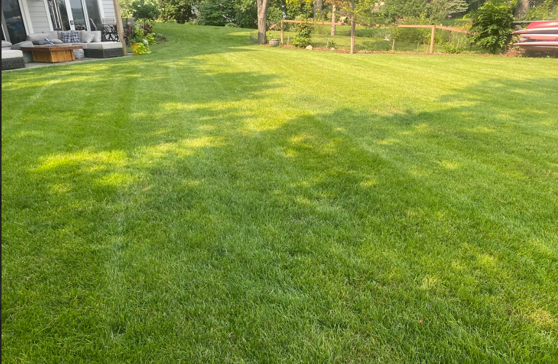 A large, mowed green lawn in a sunny backyard with a house patio in the distance.