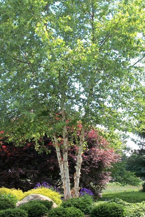 A tree with lots of leaves is in the middle of a garden.