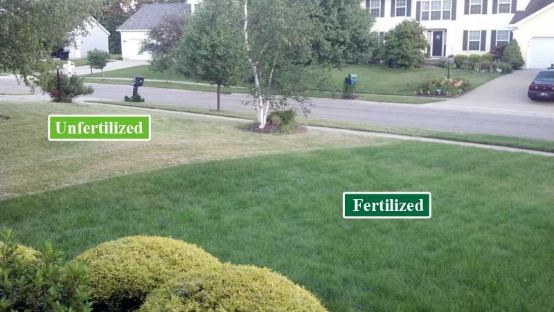 A picture of a lawn that has been fertilized and unfertilized