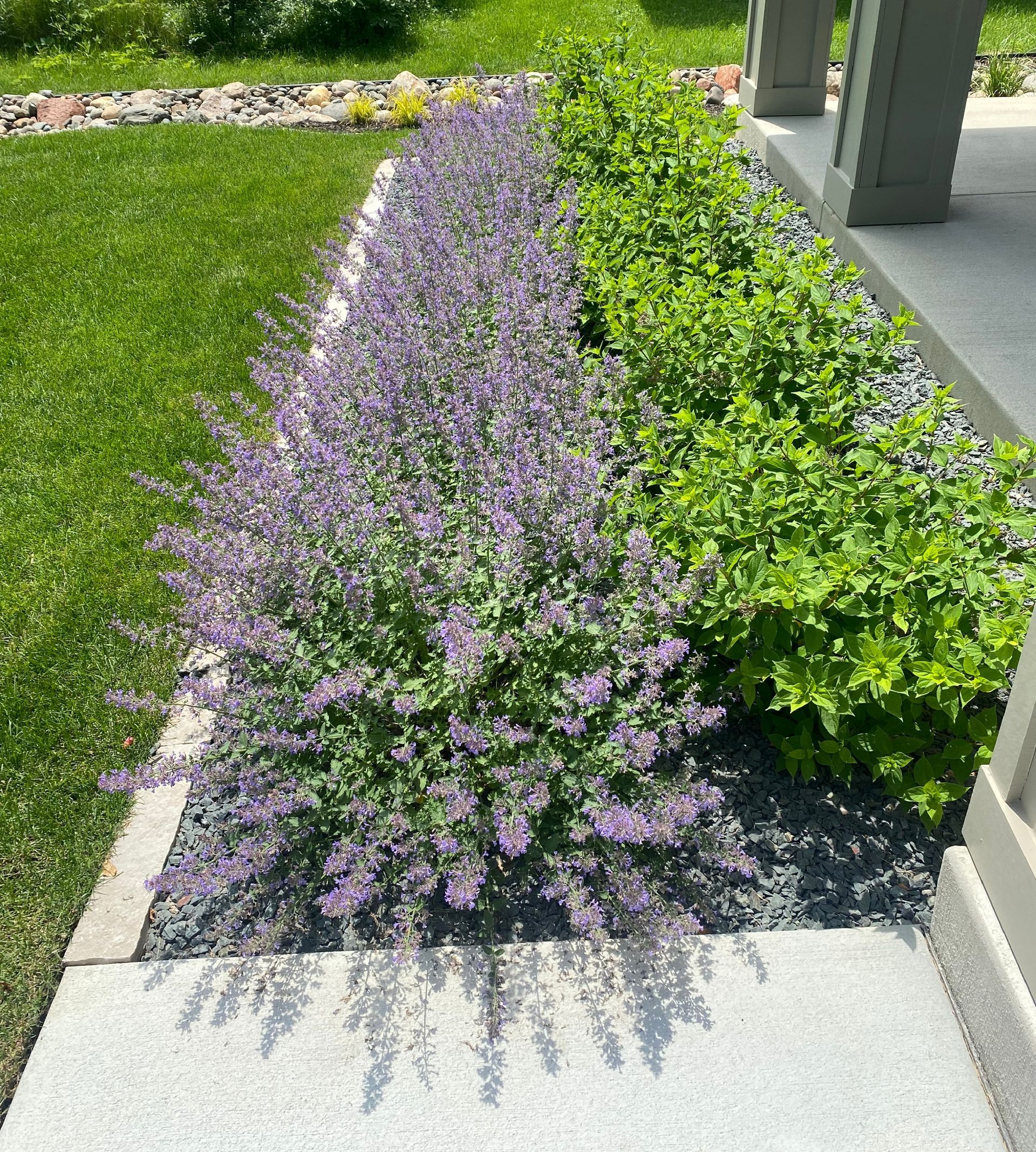 Front+yard+landscaping+curb+appeal+walkers+low+catmint+hydrangeas+stone+edging+Edina+MN+KG+Landscape