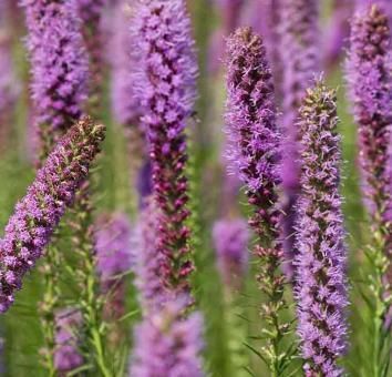 A bunch of purple flowers are growing in a field.