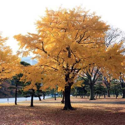 A tree with yellow leaves in a park