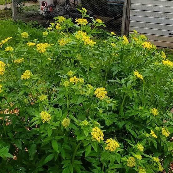 A bush with yellow flowers and green leaves in a garden.