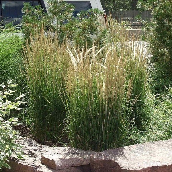 A bunch of tall grass growing in a rock garden