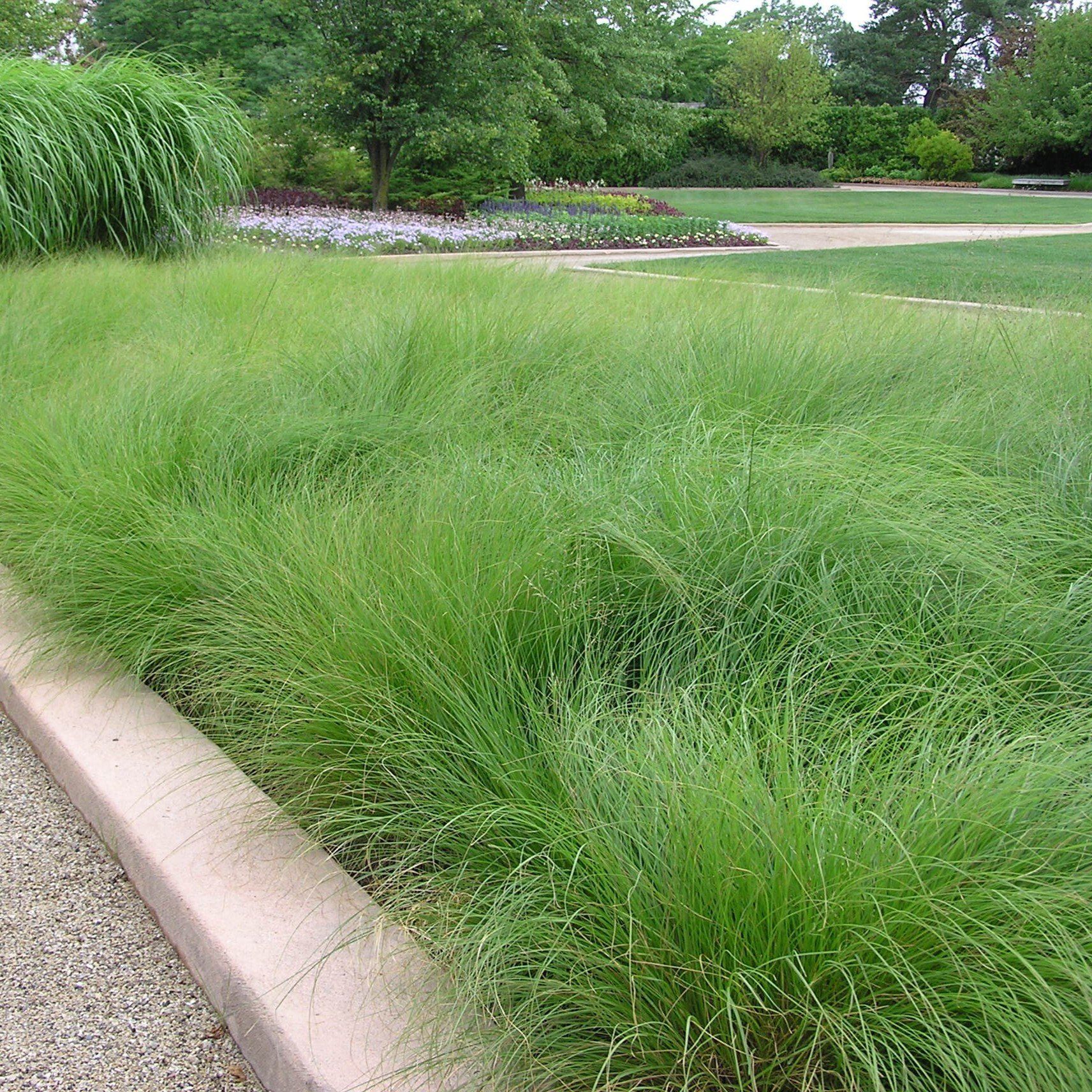 A lush green lawn with trees in the background