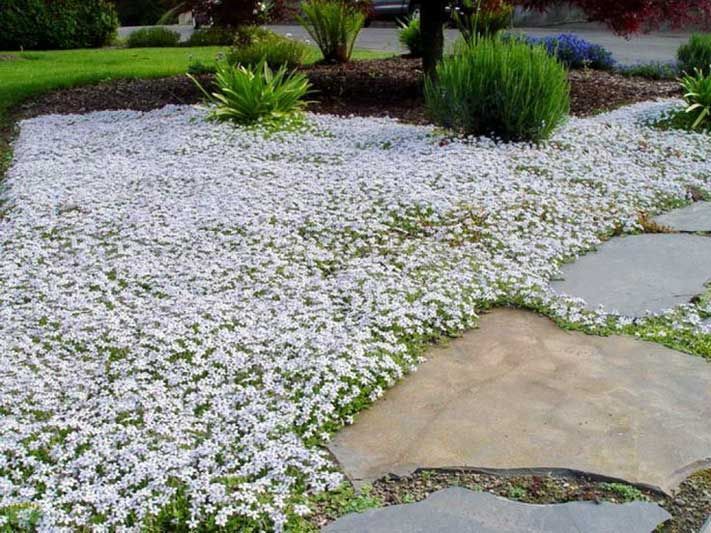 A garden with white flowers and a stone walkway