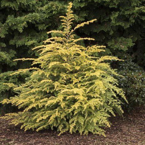 A small tree with yellow leaves is growing in a garden.