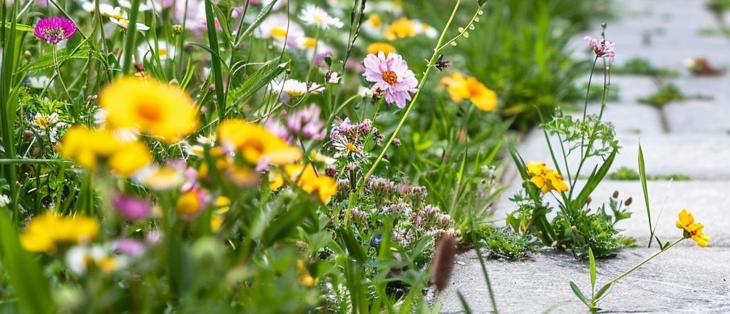 There are many different types of flowers in the grass.