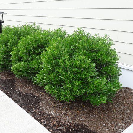 A row of bushes growing in a garden next to a house.