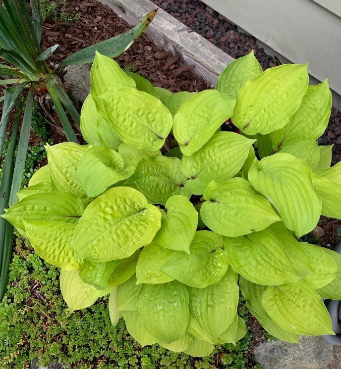 A plant with lots of green leaves is growing in a garden