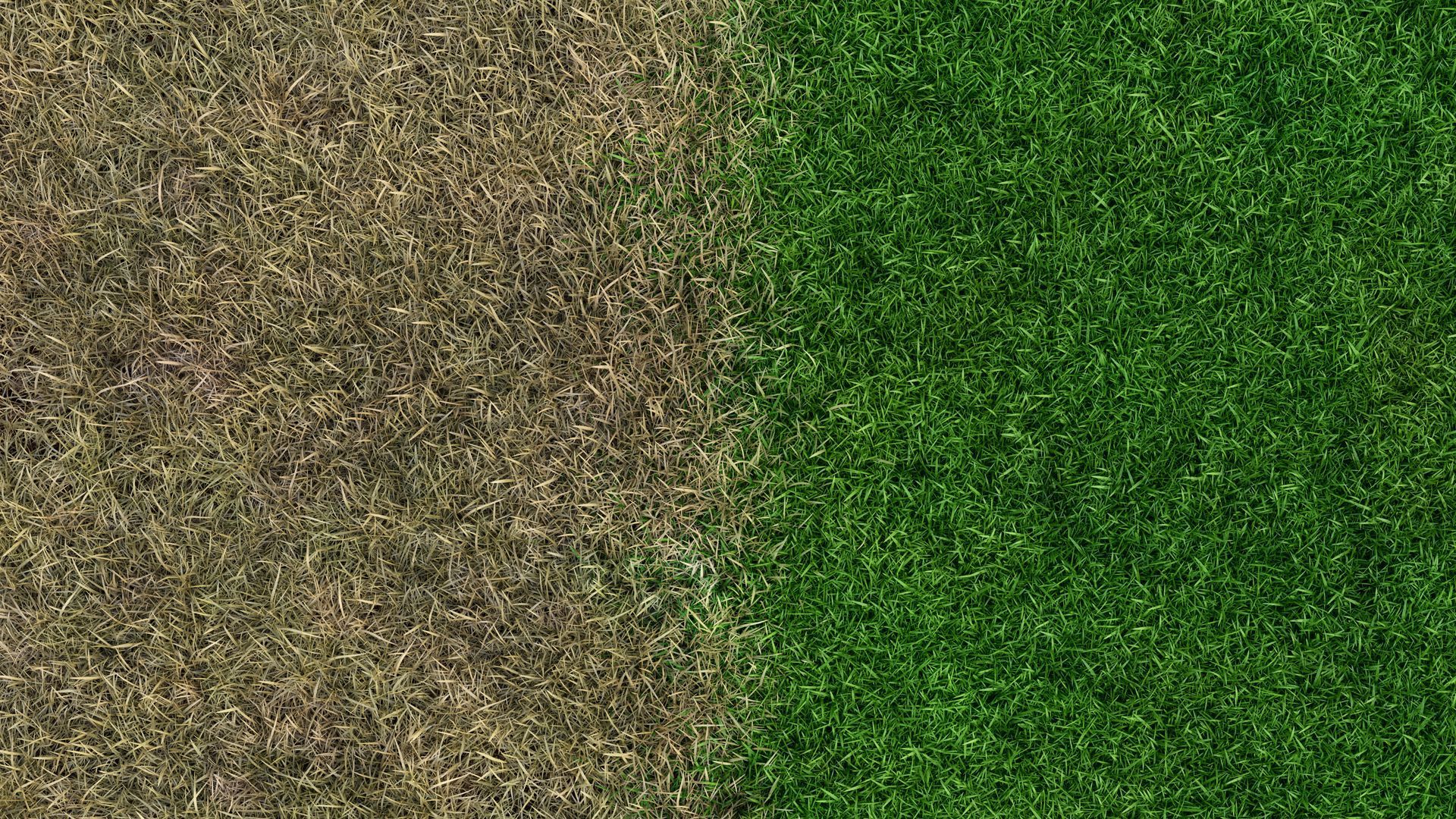 how-often-should-you-fertilize-your-lawn