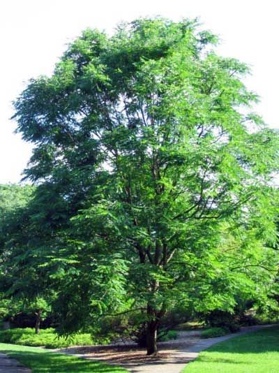 A tree with lots of green leaves in a park