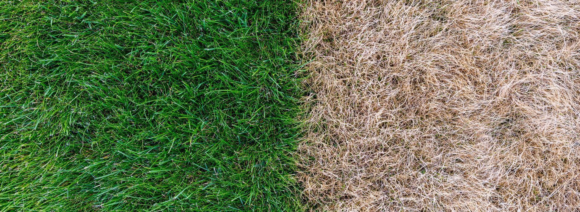 A close up of a green lawn next to a brown carpet.