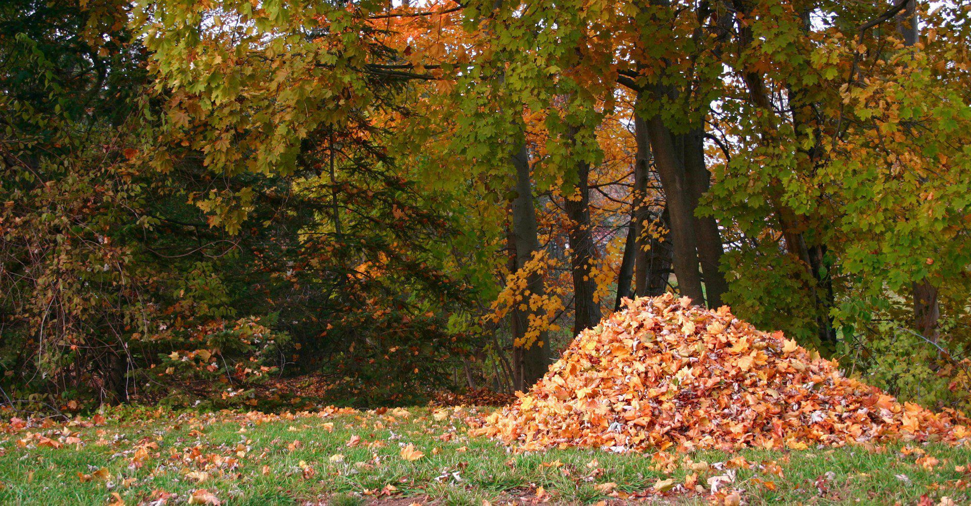 A pile of leaves in a field with trees in the background.