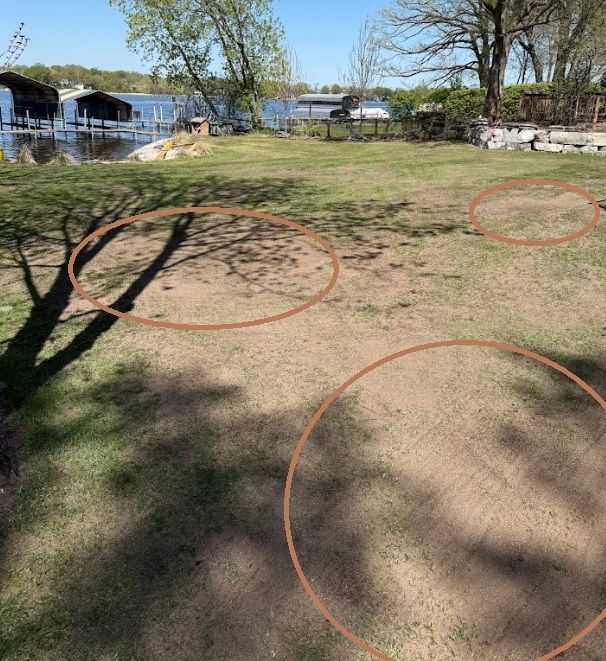 A grassy lawn near a lake features three circular areas of thin, sparse, or dead grass highlighted by orange circles.