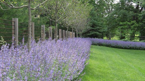 A row of purple flowers growing next to a wooden fence in a garden.