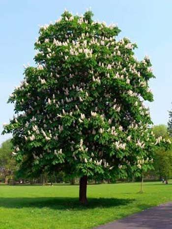 A tree with white flowers is standing in the middle of a grassy field.