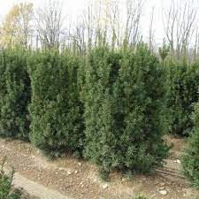 A row of trees in a garden with trees in the background.